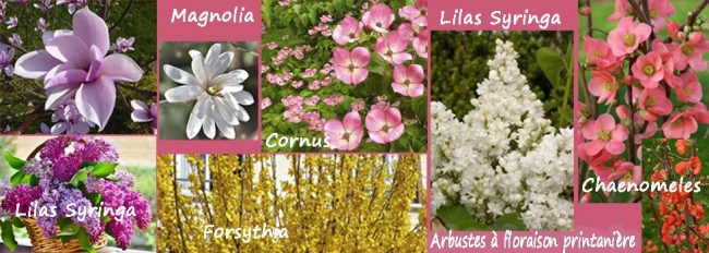 Arbustes à floraison de printemps