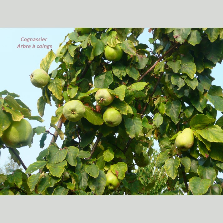 Cognassier Arbre à coings
