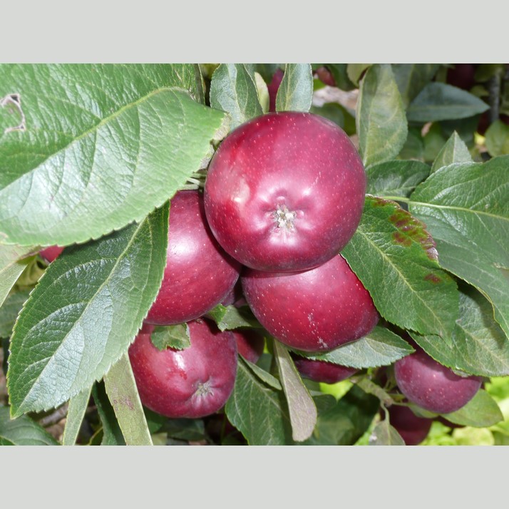Pommier