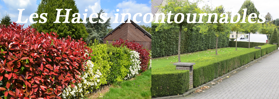 Plantes de Haies incontournables Plantes de Haies incontournables