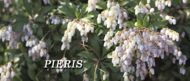 PIERIS