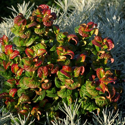 LEUCOTHOE Curly Red