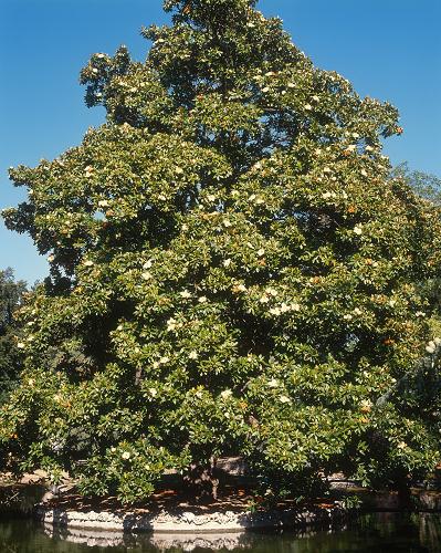 MAGNOLIA Grandiflora Galissoniensis