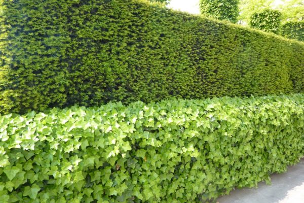 Plantes de haies