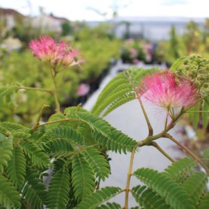 albizia