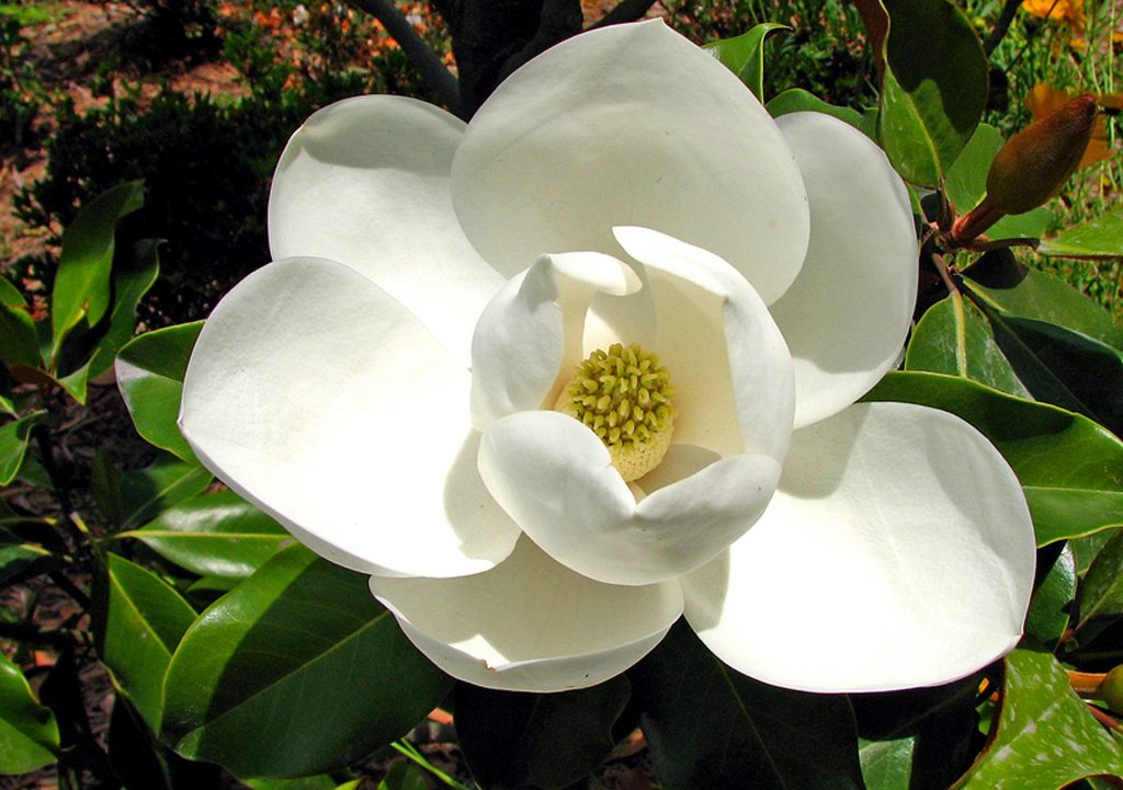 magnolias