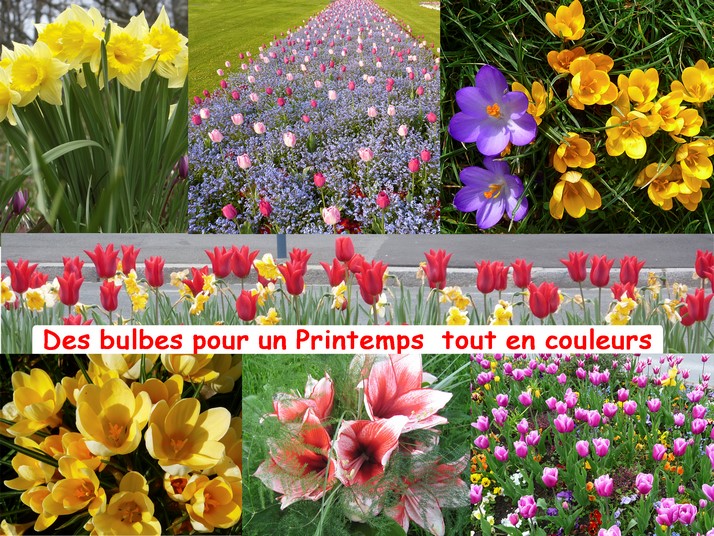 Bulbes d'automne