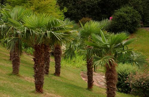tracheycarpus