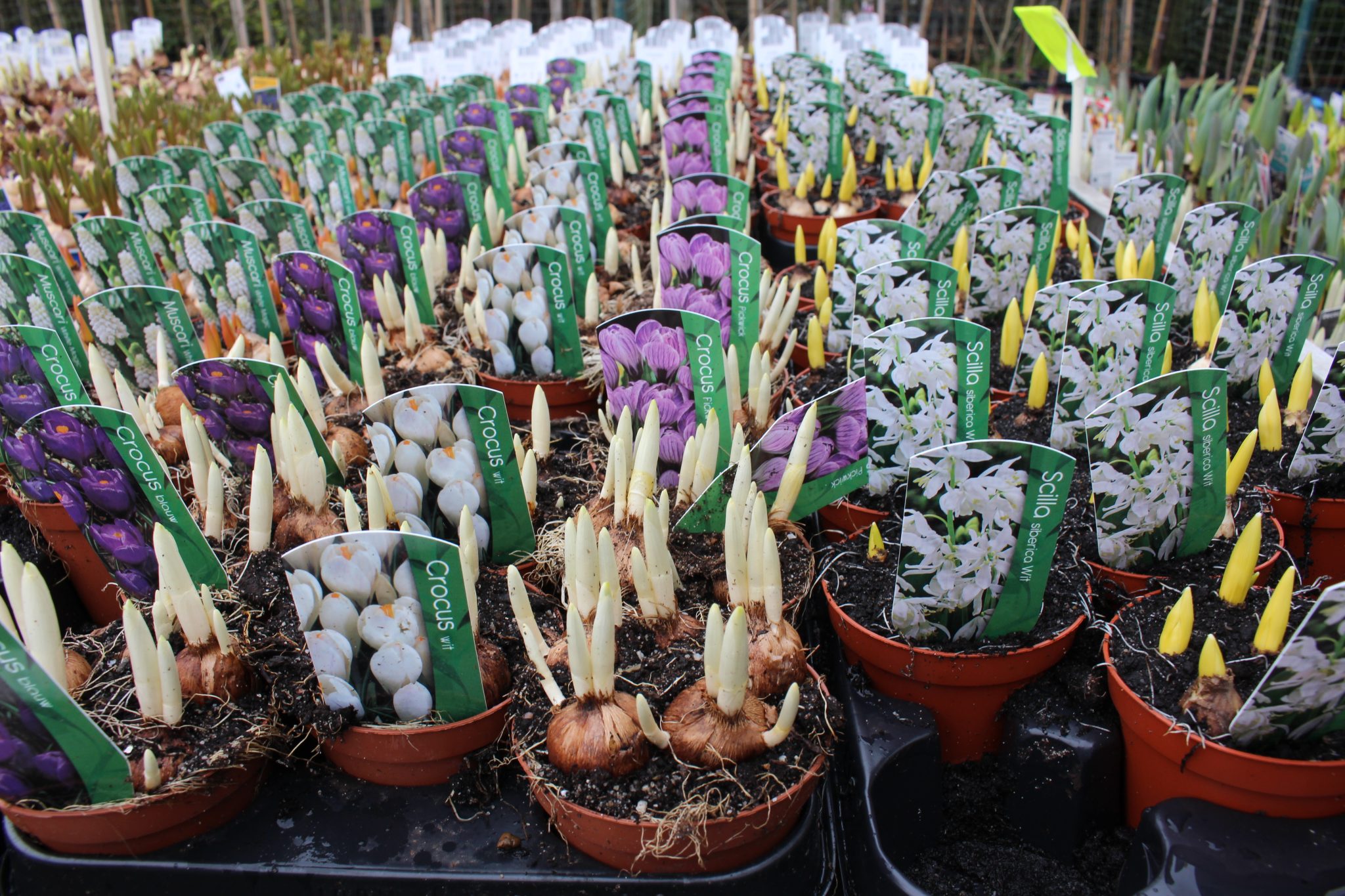 Mélange De Bulbes Des Pays-Bas - Set De 125 - Gladiolus, Dahlia