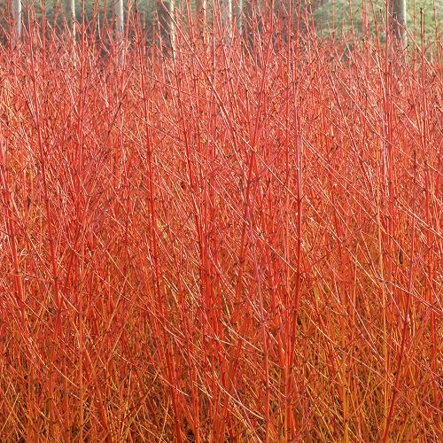 cornus