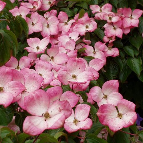 cornus