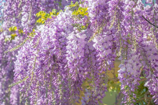 glycine
