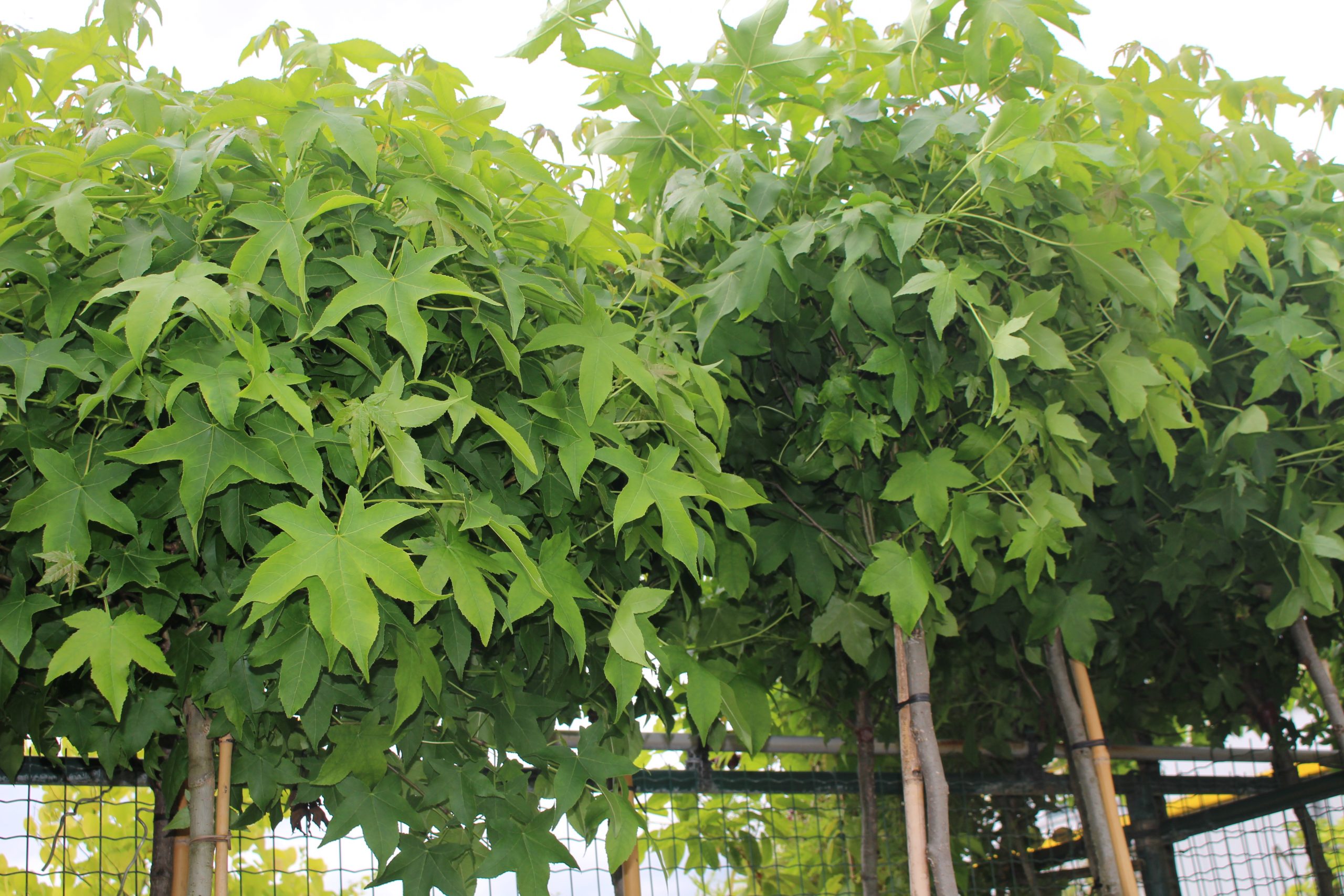 Liquidambar