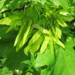 acer
