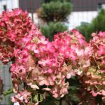 Hydrangea