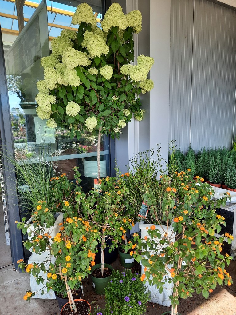 HORTENSIAS (10)