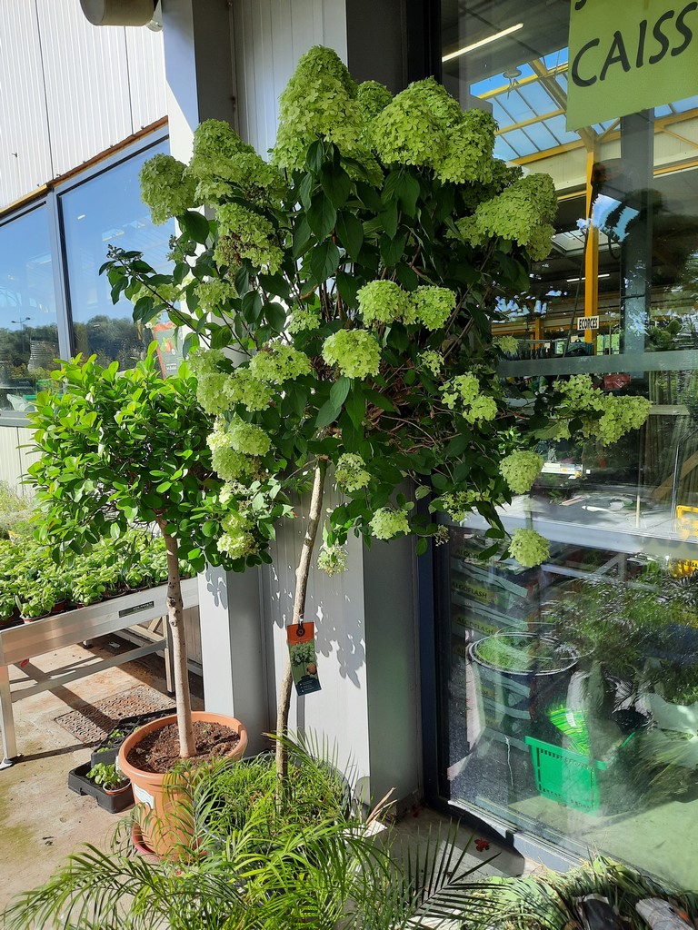 HORTENSIAS (13)