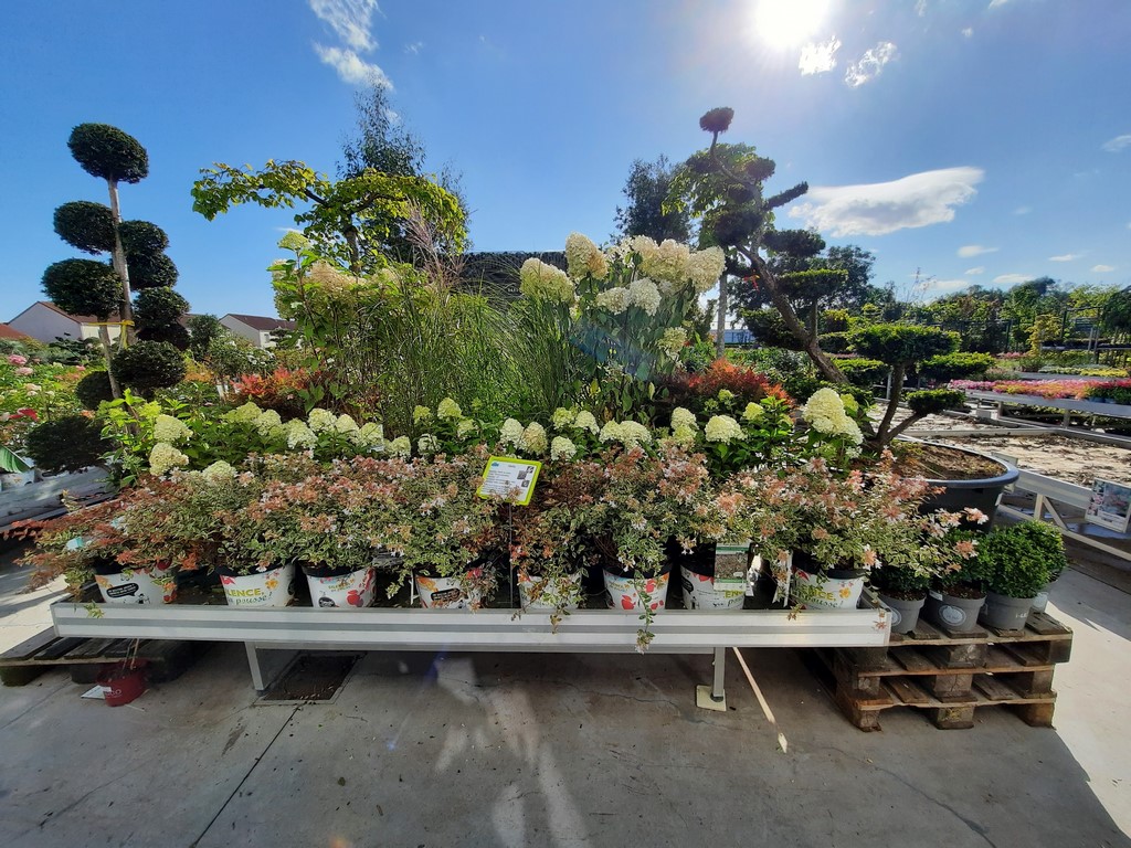 HORTENSIAS (14)