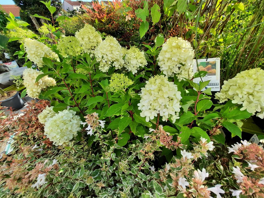 HORTENSIAS (17)