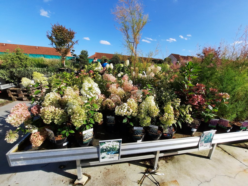 HORTENSIAS (20)