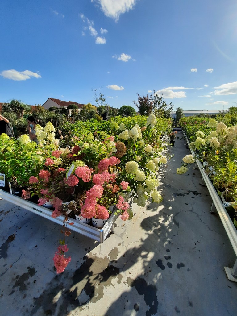 HORTENSIAS (22)