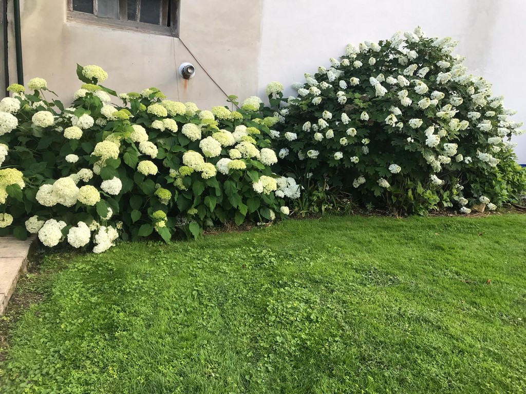 HORTENSIAS (24)