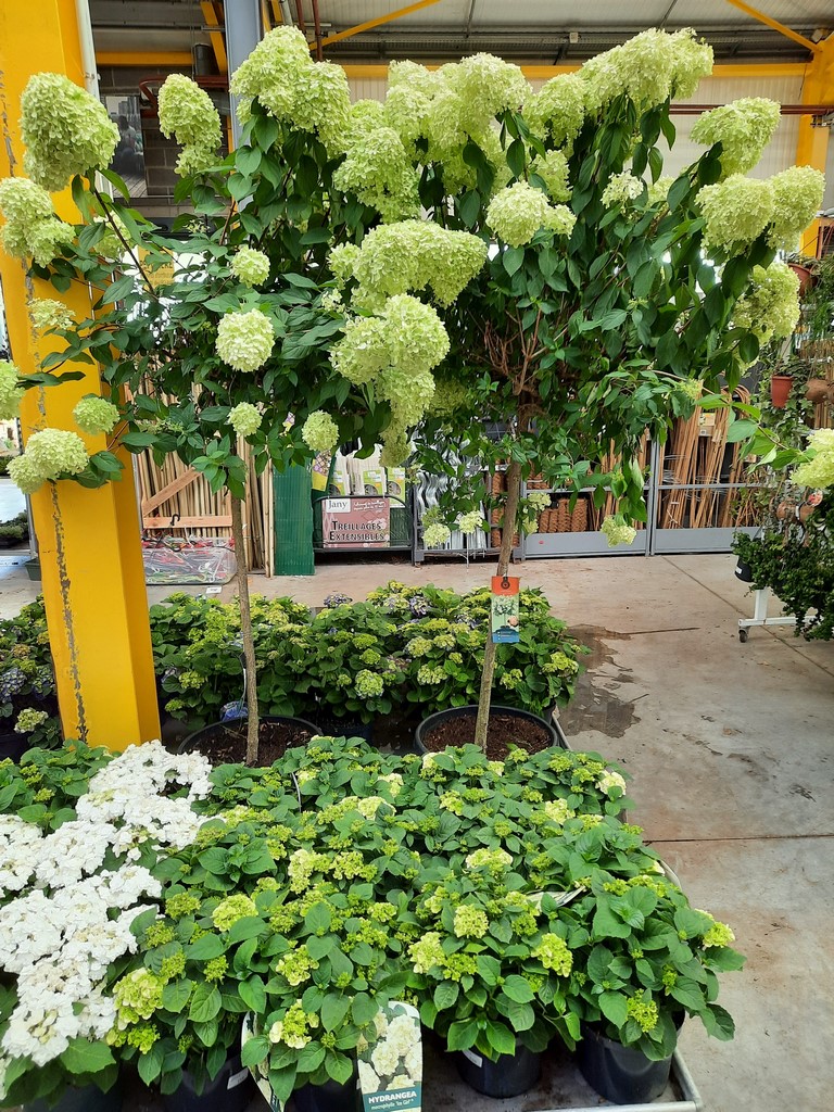 HORTENSIAS (7)
