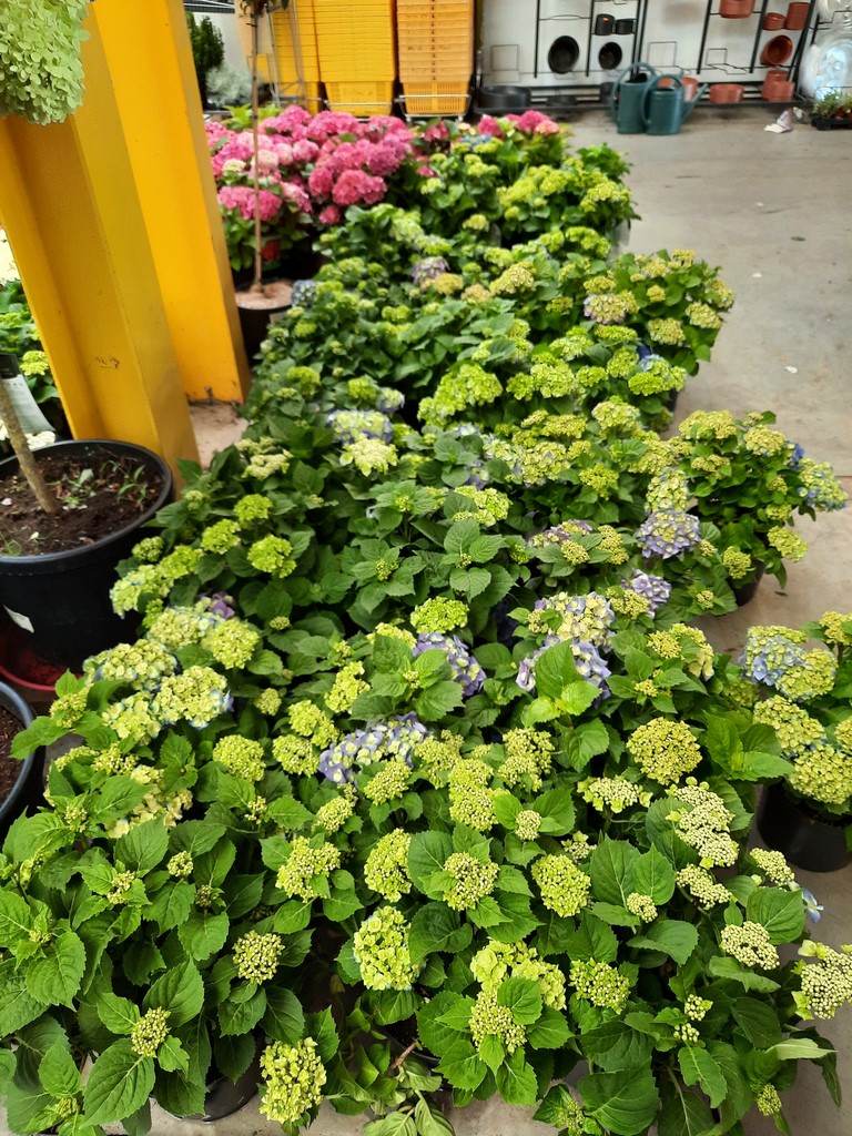 HORTENSIAS (8)