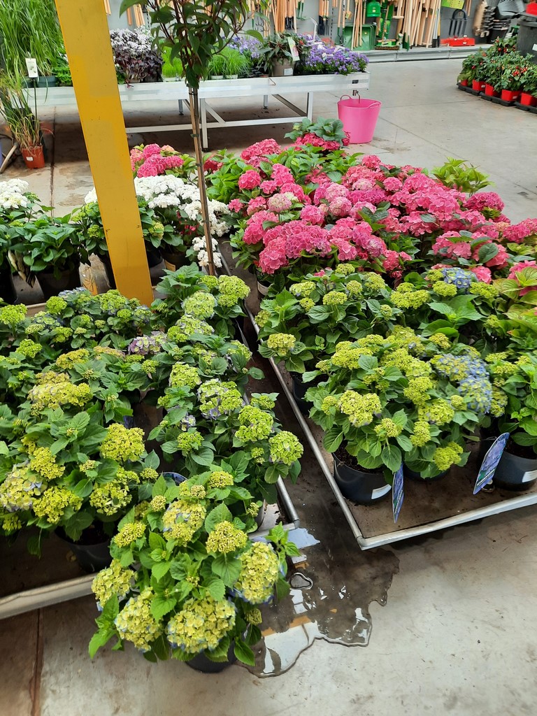 HORTENSIAS (9)