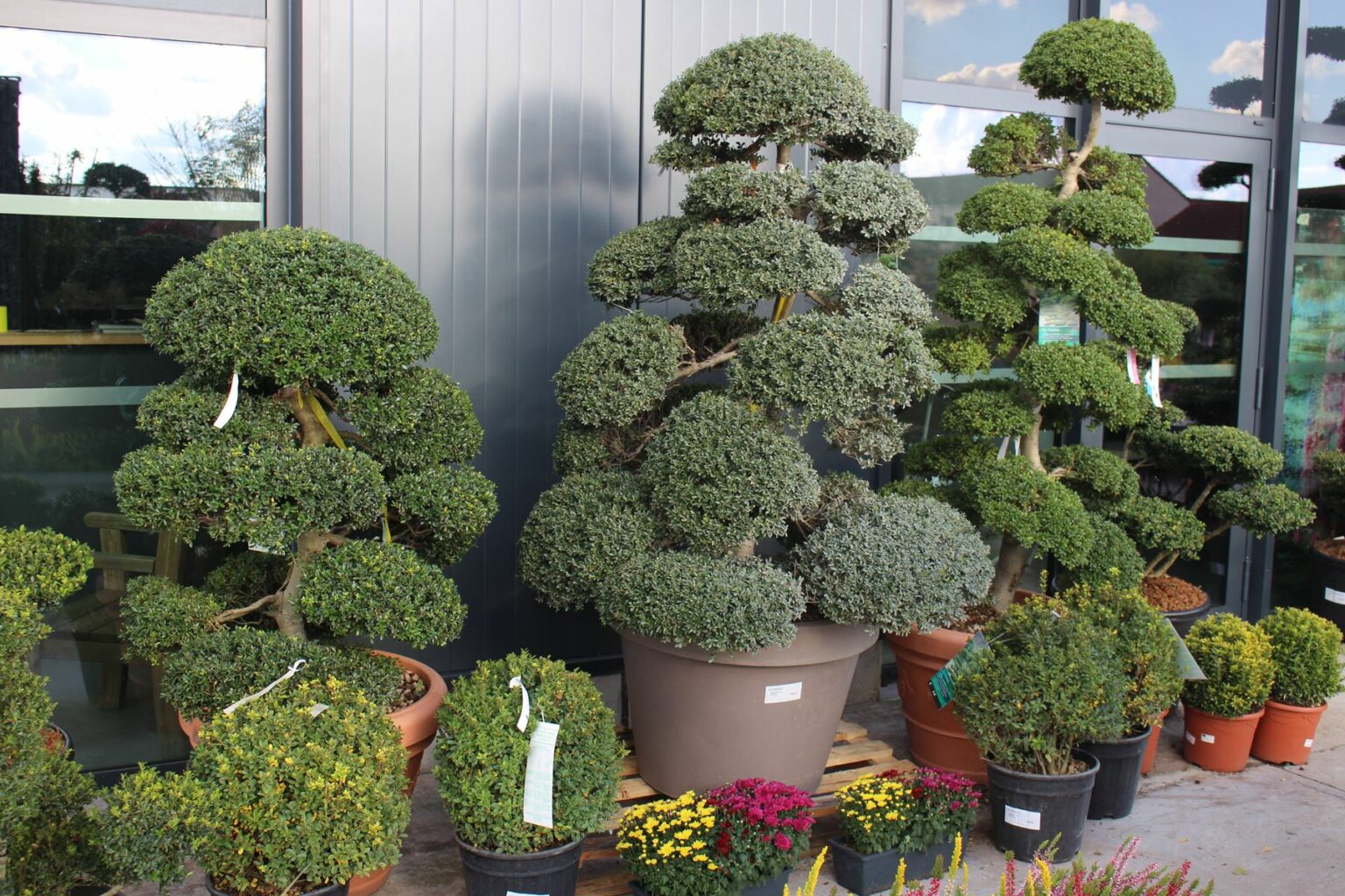 Arbre à Nuage Prix