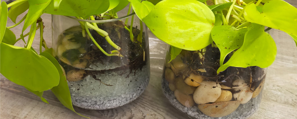 Plante verte en vase avec déco cailloux et sable