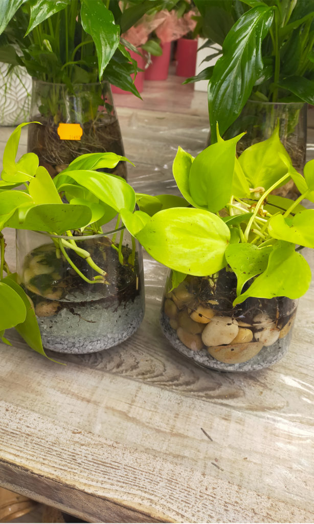Plante verte en vase avec eau