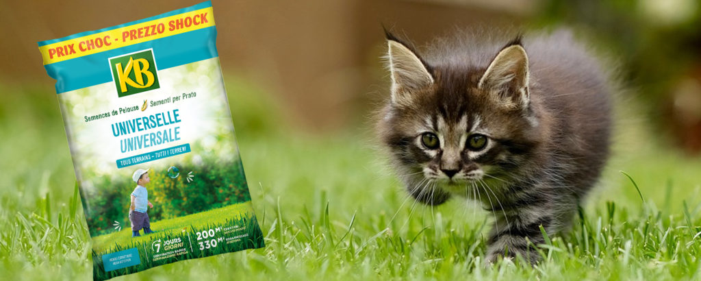 KB Sac de Semences de pelouse Pelouse avec un chat