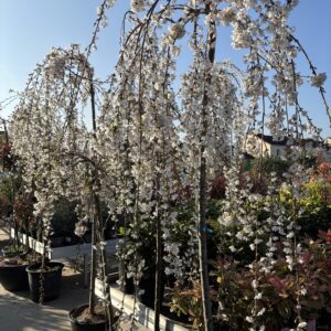 Prunus Snow foutains
