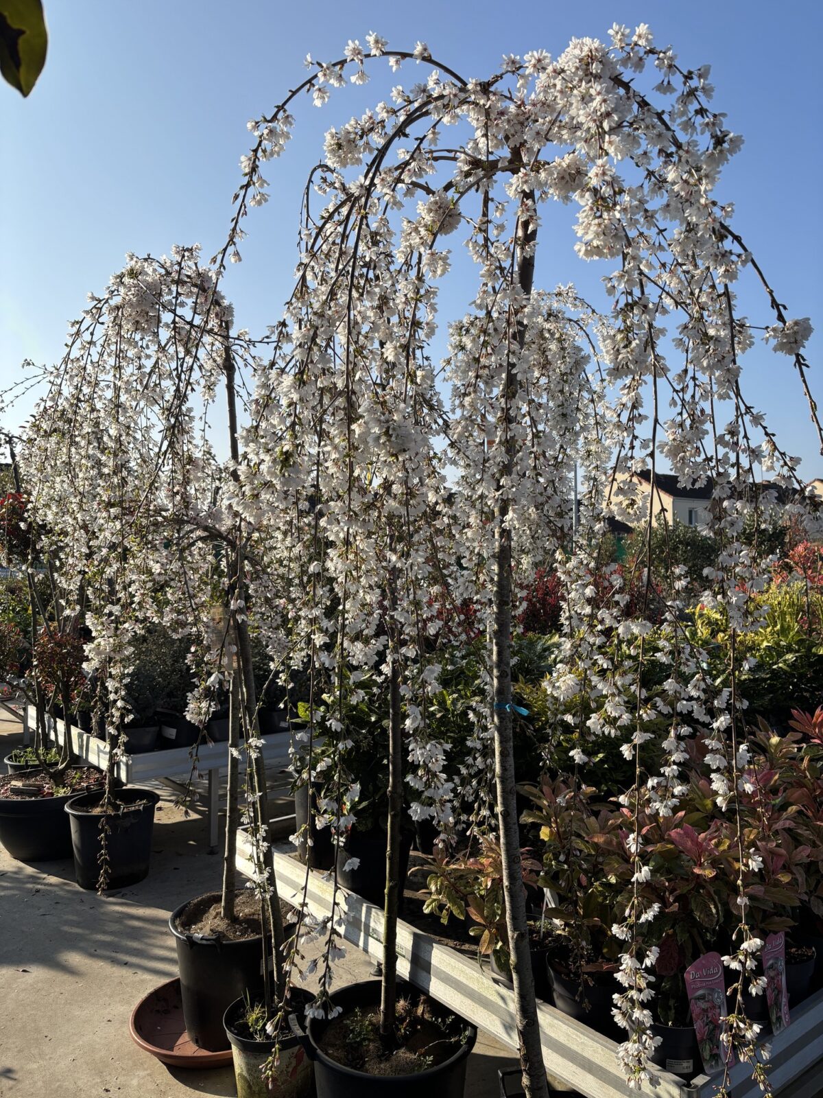 Prunus Snow foutains