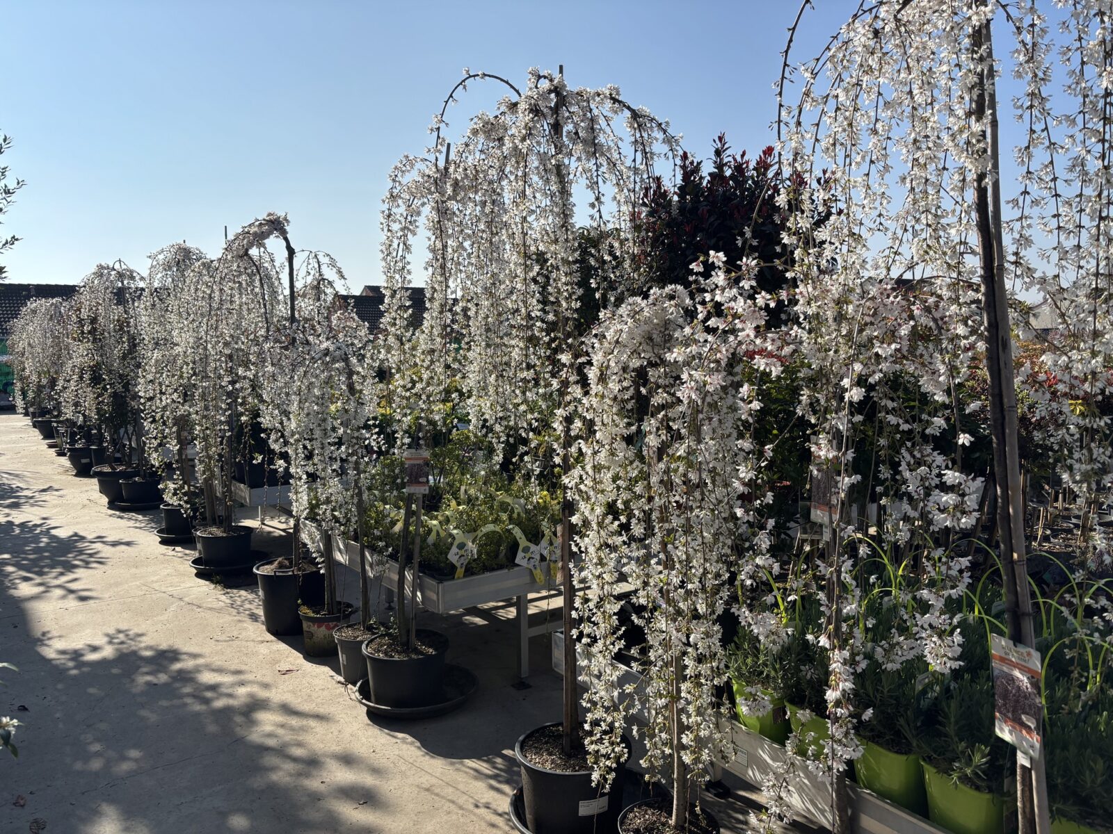 Prunus Snow foutains – Image 3