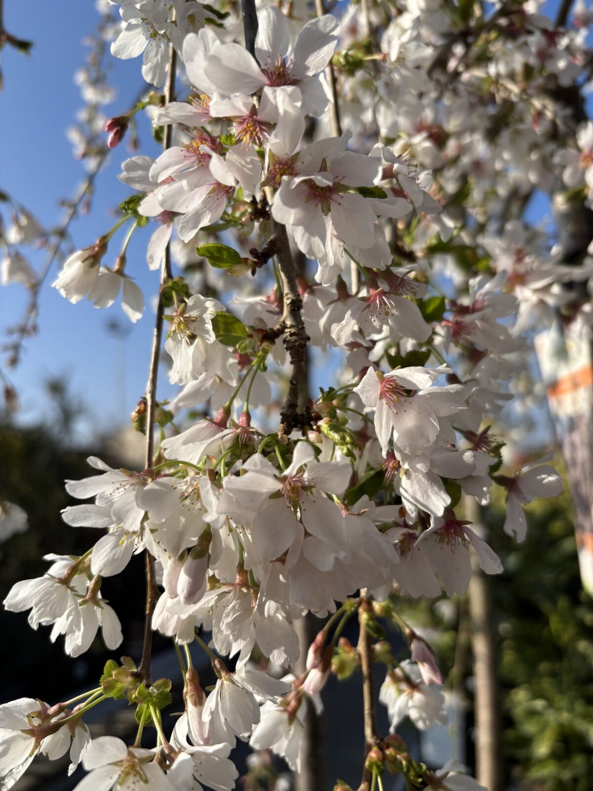 Prunus Snow foutains – Image 2