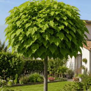 Catalpa bignonioides 'NANA'