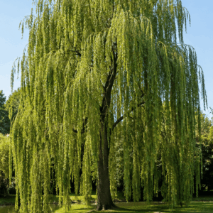 Salix x sepulcralis 'Tristis'