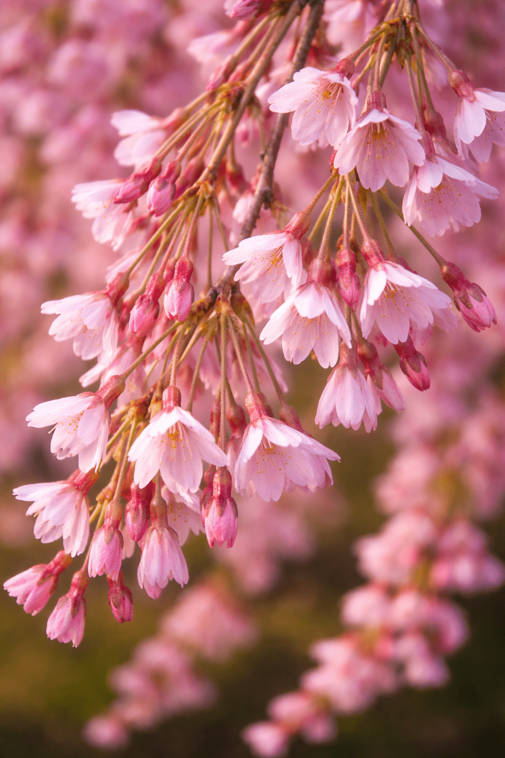 Prunus pendula Rubra – Image 2
