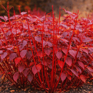 Cornus alba BATON ROUGE