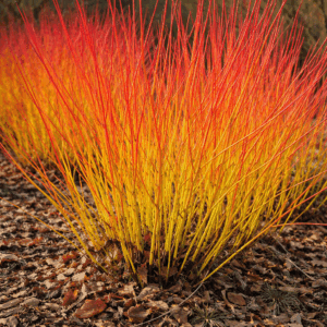 Cornus sanguinea 'Mid Winter Fire'