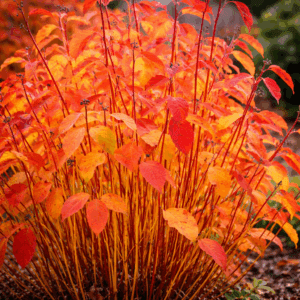 Cornus sanguinea 'MAGIC FLAME'