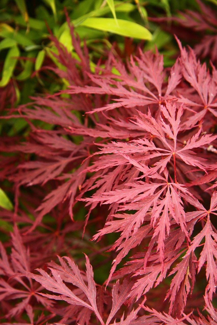 Acer Palmatum Dissectum – Image 2