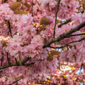 Prunus Kanzan "Cerisier à fleurs"