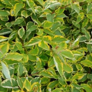 Cornus alba Gouchaultii