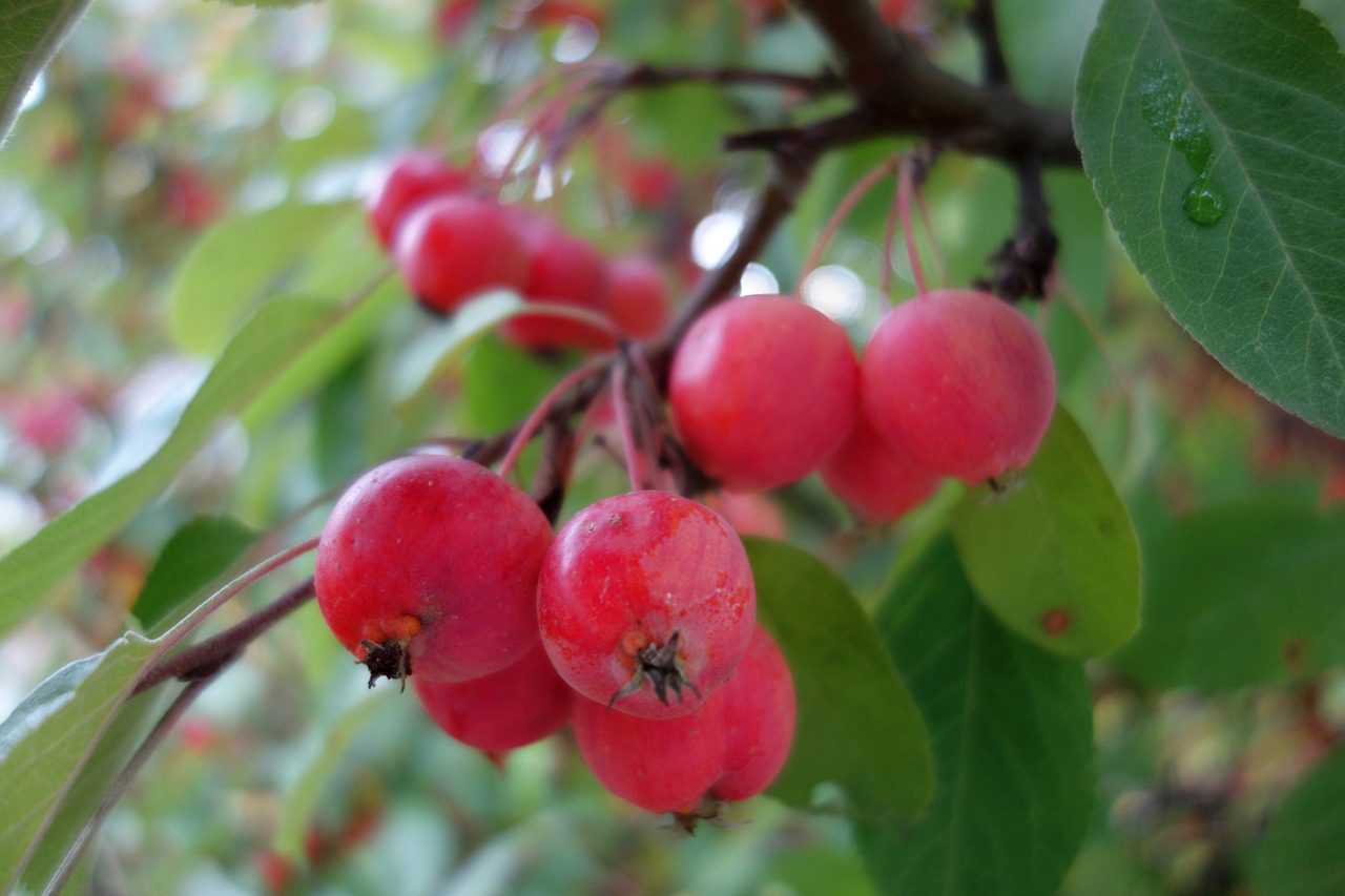 Malus 'Echtermeyer' – Image 3