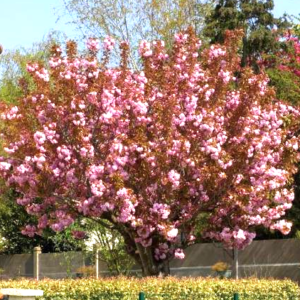 prunus kanzan
