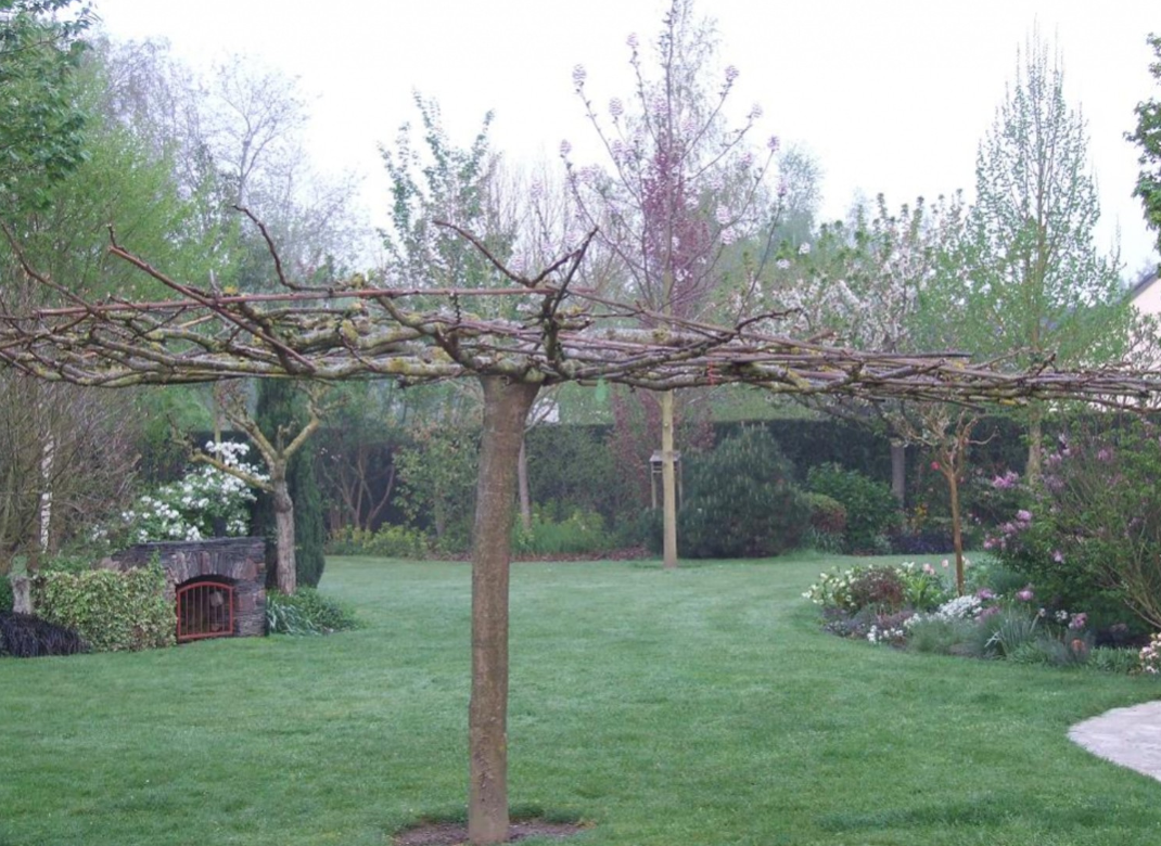 Morus Kagayame Fruitless ARBRES FLEURS