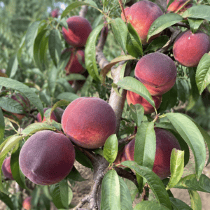 Pêcher Sanguine vineuse